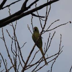 Rose-ringed Parakeet
