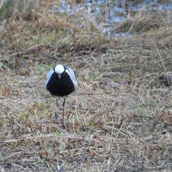 Blacksmith Lapwing