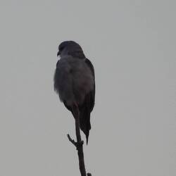 Black-winged Kite