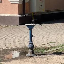 der Rabe hat Durst 😂