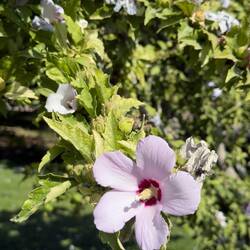 Hibiskusblüten direkt an der Straße