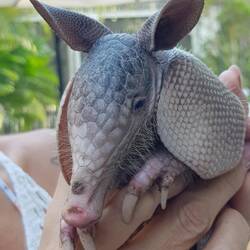 Dieses kleine Kerlchen hat uns beim Frühstück überrascht!