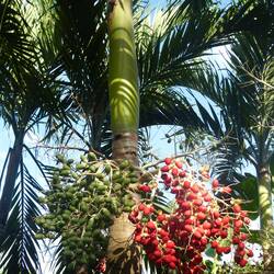 Die roten Früchte der Pfirsichpalme schmecken nicht nur dem Gürteltier 😉!