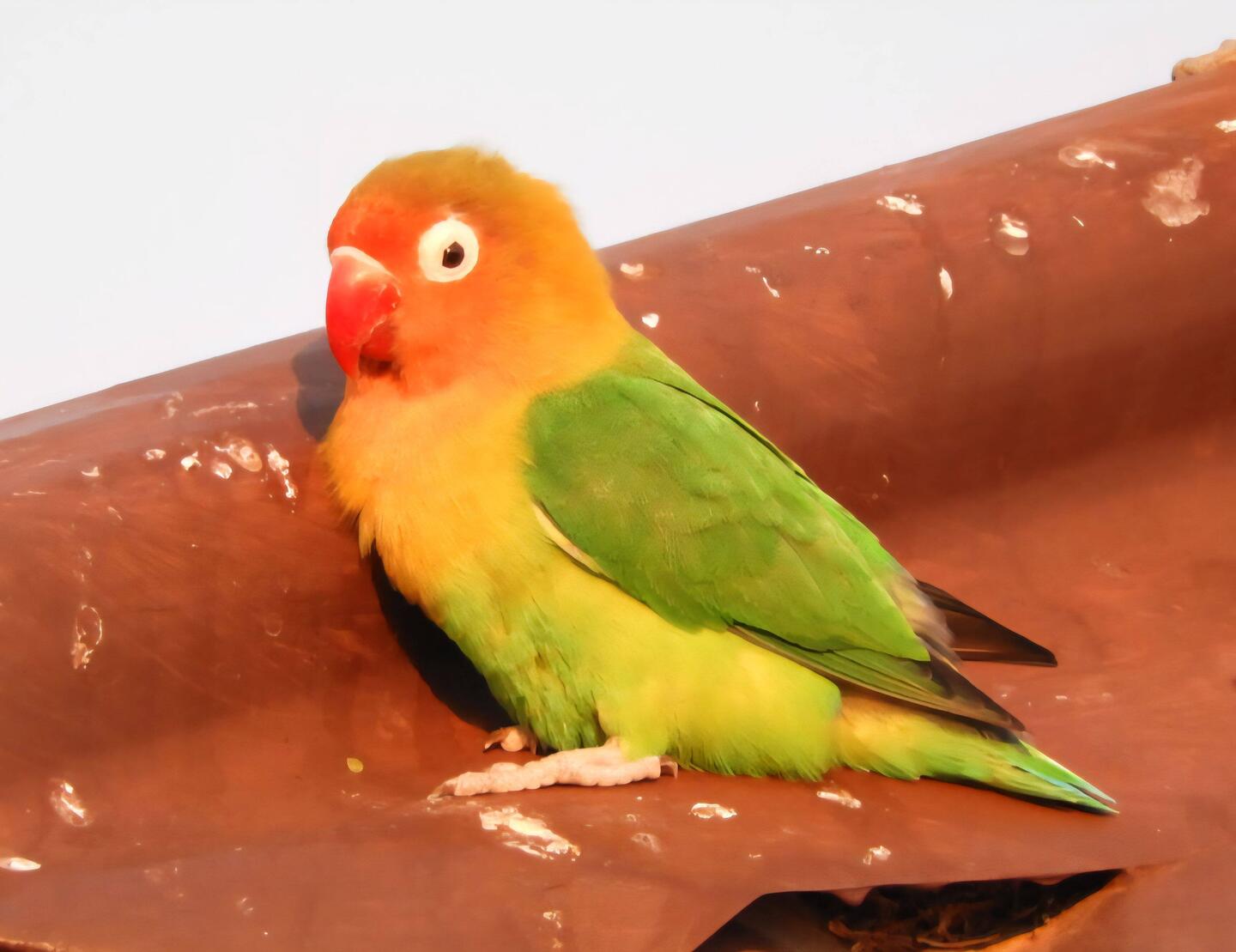 Die Pfirsichköpfchen oder Liebesvögel waren das Beste am Lake Eyasi