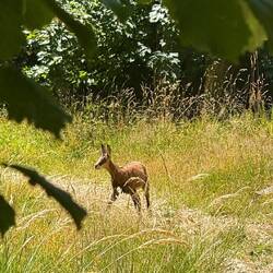 Au détour du chemin, Bambi nous accueille, pas farouche !