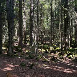 Randonnée entre forêt et alpages, l'endroit est extra avec de supers vues de tous cotés 🤩