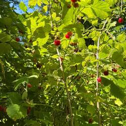 Des framboisiers sauvages partout, on s'en fait une cure et les mangeons tous les jours en confiture