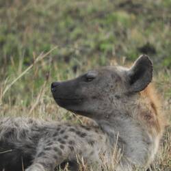 Hyäne