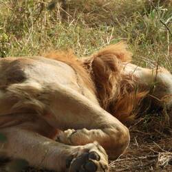 Der erste Serengeti Löwe
