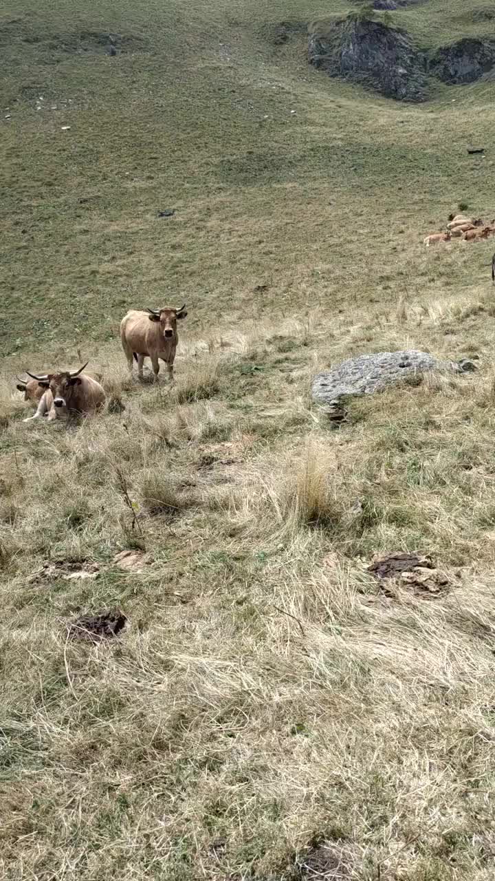 Nos amies les vaches