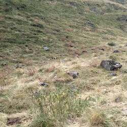 Potite marmotte