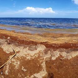 Sargassum invasion and degradation on a beach in Mahahual.