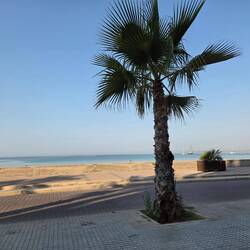 Und Palmen 🌴