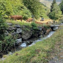 Et les vaches qui sont maintenant sur la route