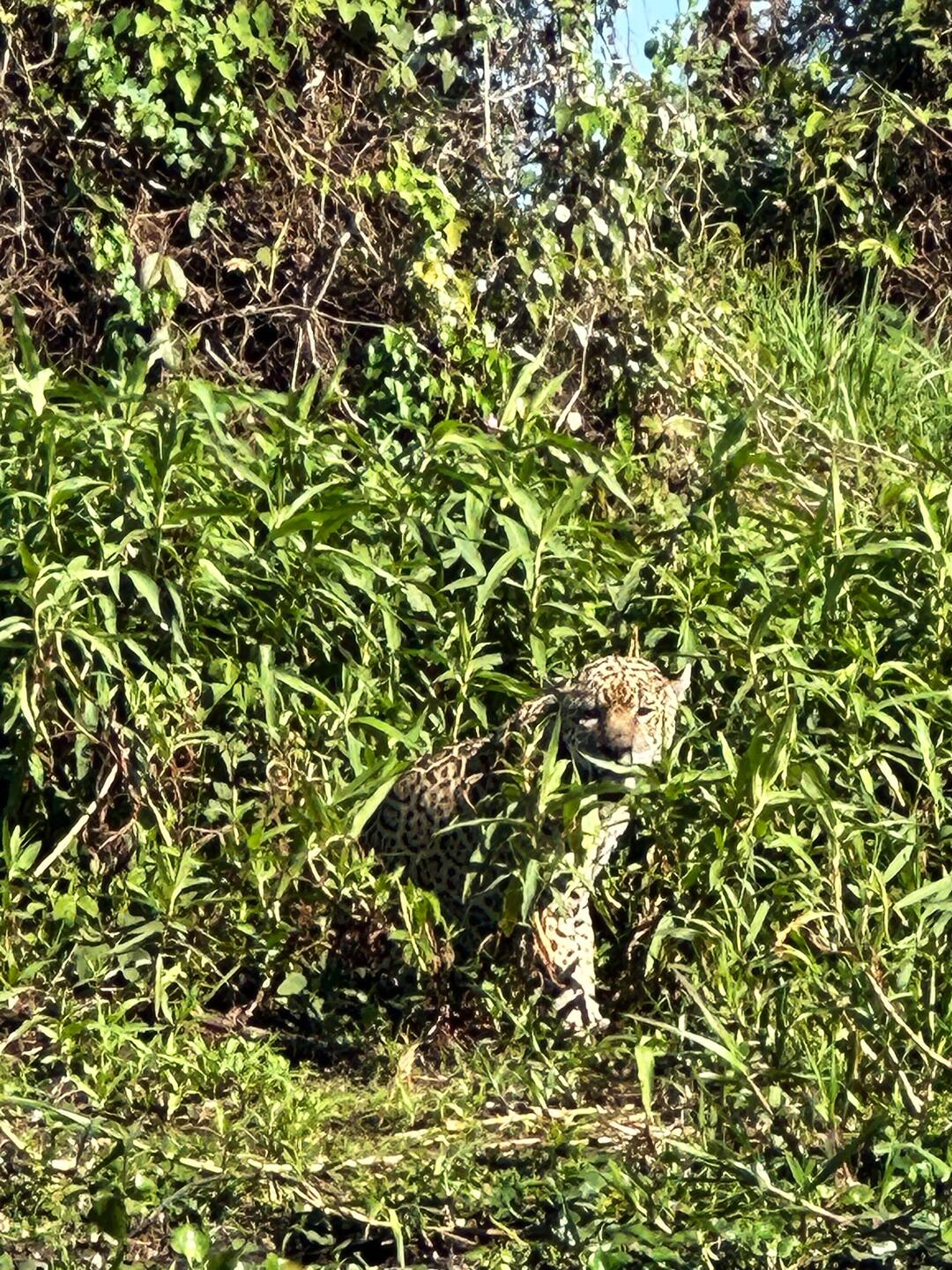 Der erste Jaguar