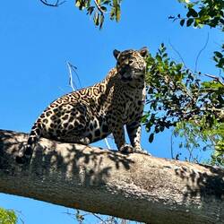 Der zweite Jaguar