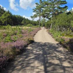 Das letzte Stück durch die Heidelandschaft