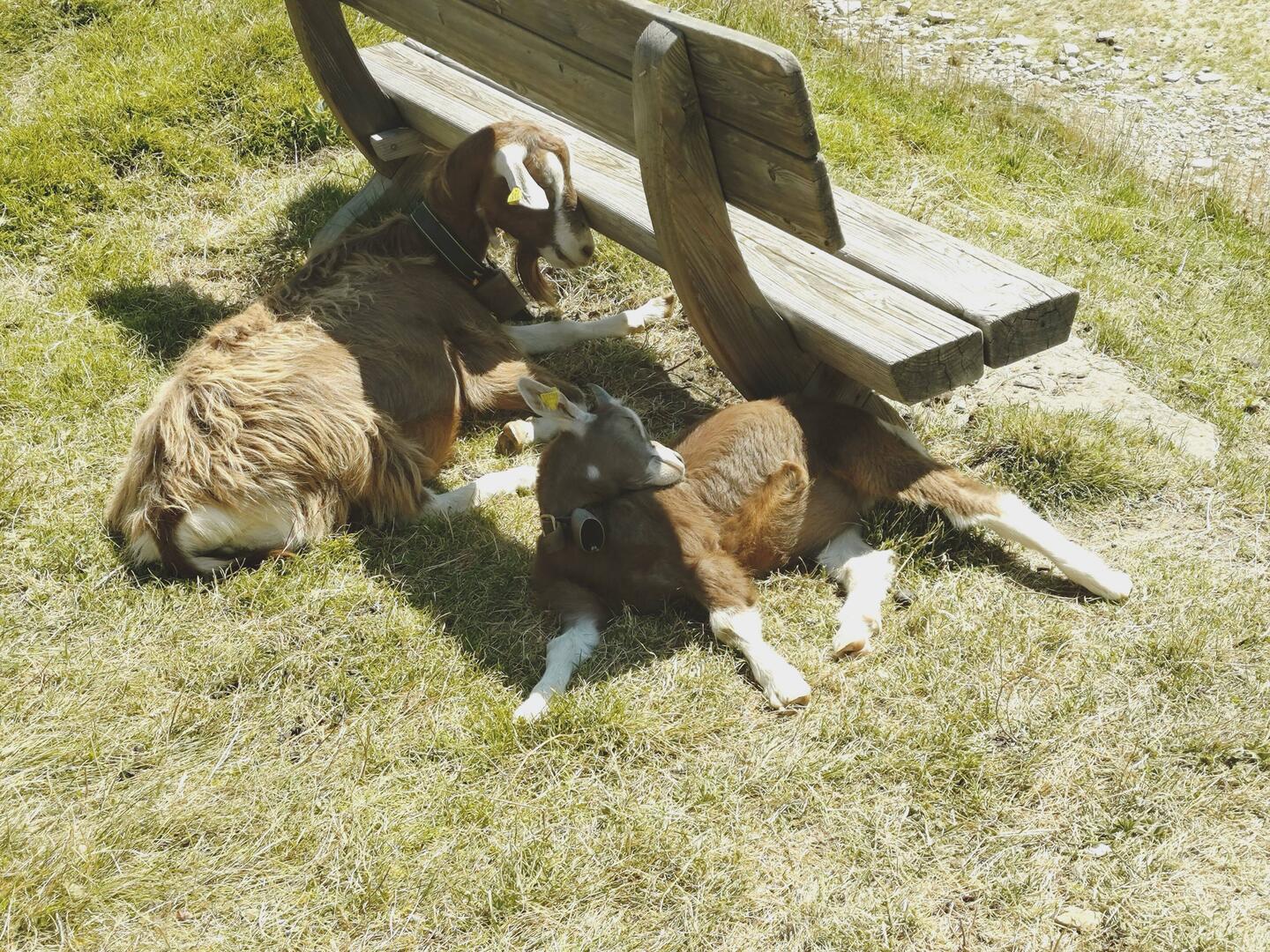 Mällig zufrieden am pennen :)