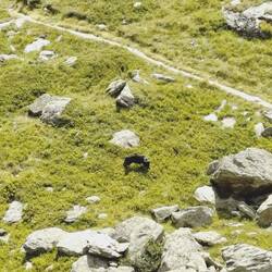 Nuk beim Heidelbeeren sammeln ;)