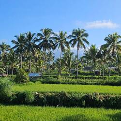 Kurz konnten wir einen Blick auf den Vulkan Rinjani erhaschen