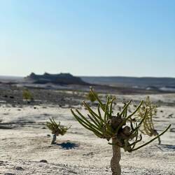 La vegetazione della steppa