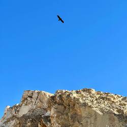 Le aquile verificano cosa facciamo 🦅