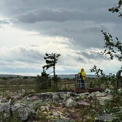 Am ältesten Baum der 🌍