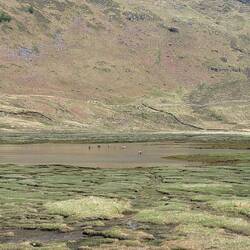 Hirsche waten durchs Wasser