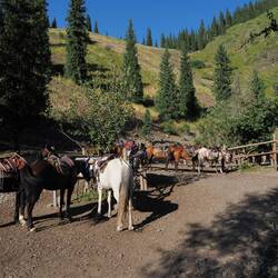 Pferdeparkplatz / Horse parking