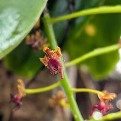 Phalaenopsis difformis