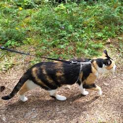 Leni gibt mal wieder alles. 🐈