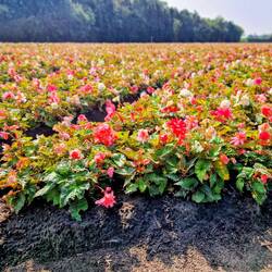 Wusstet ihr, dass es Begonienfelder gibt?