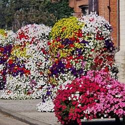 So eine Pracht, nur leider ganz ohne Insektenbesuch!