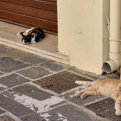 Cats, cats, cats!