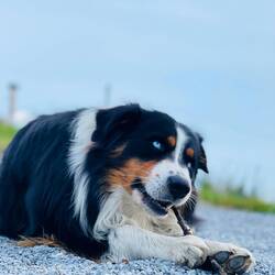 Wunderschöner "Almhund"