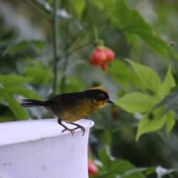 Choco Brushfinch