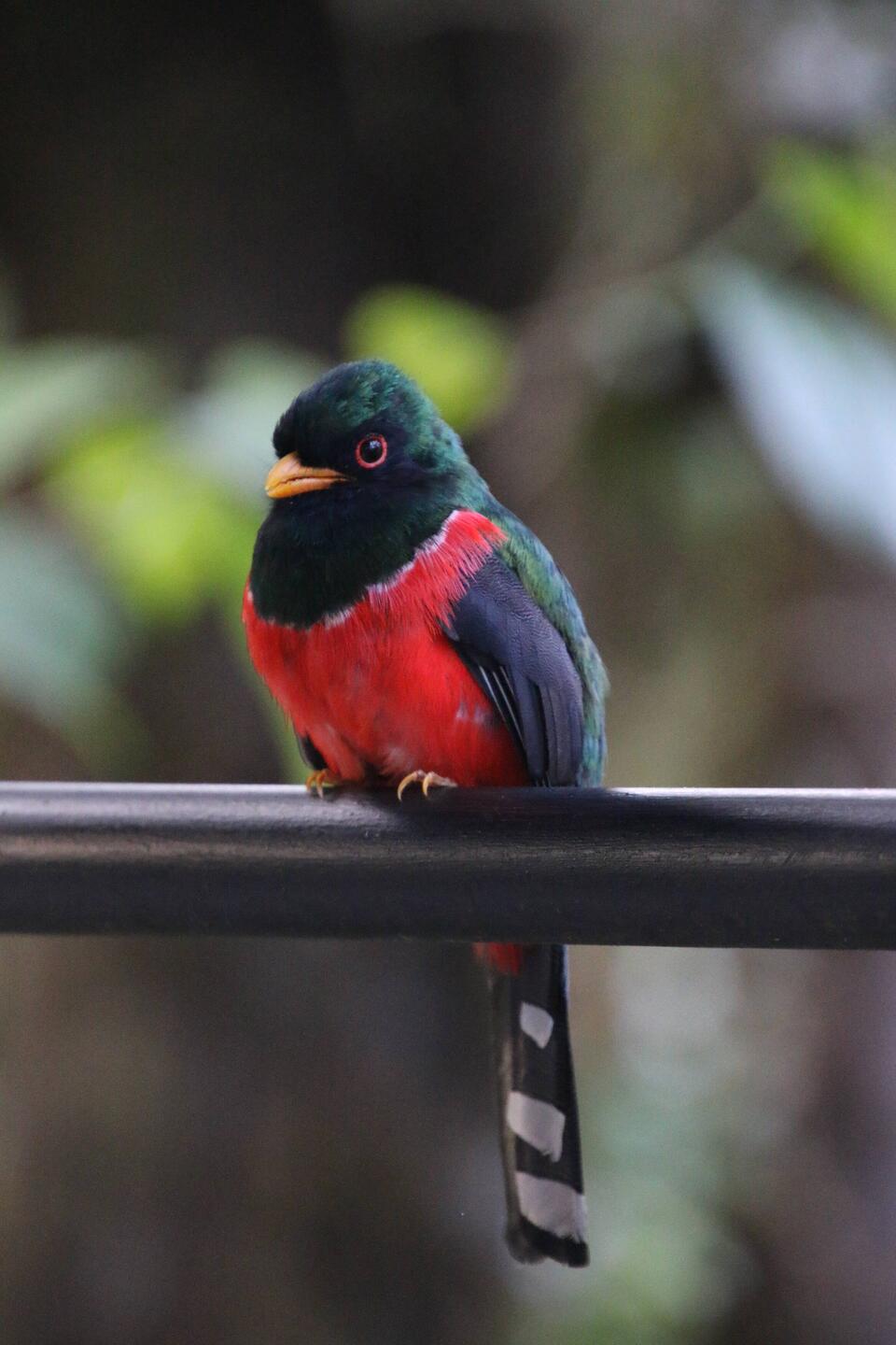 Masked Trogon (male)