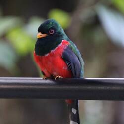 Masked Trogon (male)