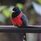 Masked Trogon (male)