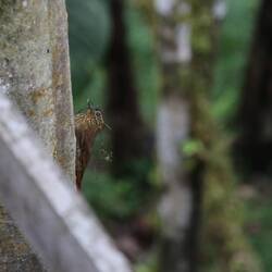 Wedge-billed Woodcreeper