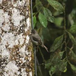 Smoke-colored Pewee