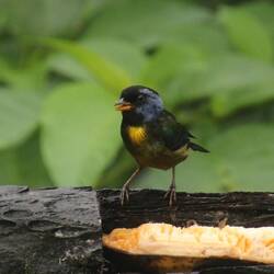 Moss-backed Tanager