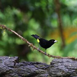 Flame-rumped Tanager (male)