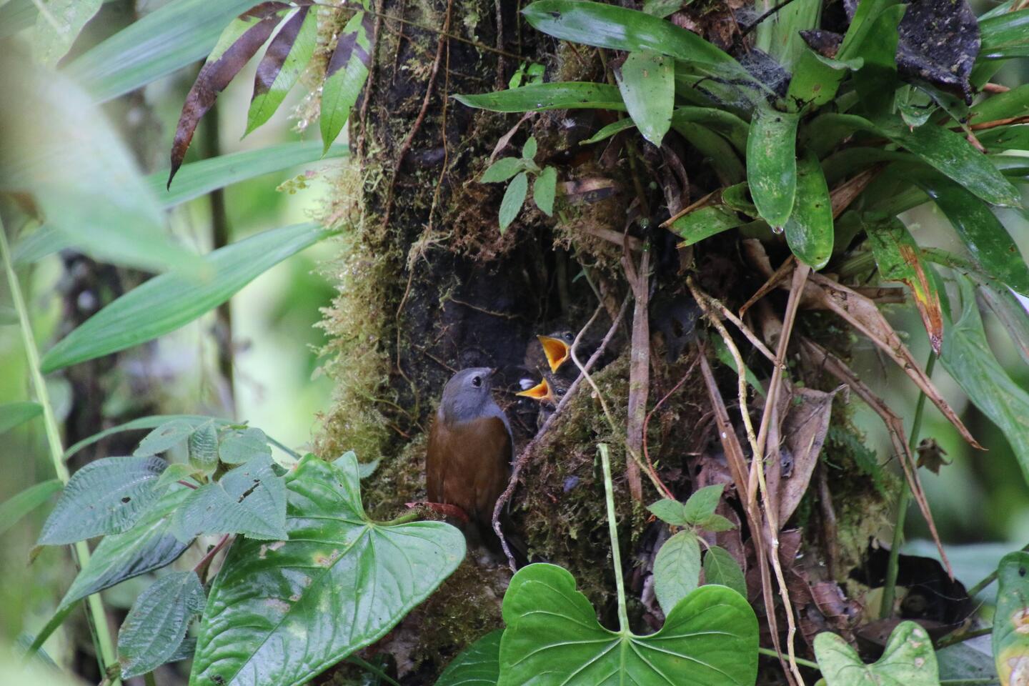 Andean Solitaire