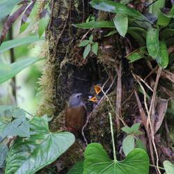 Andean Solitaire