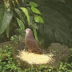 White-throated Quail-Dove