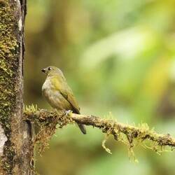 Orange-bellied Euphonia