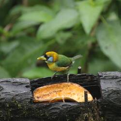 Red-headed Barbet (female)