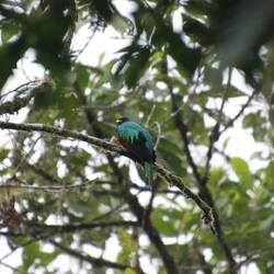 Golden-headed Quetzal
