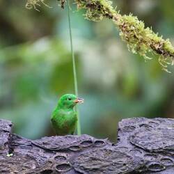 Glistening-green Tanager